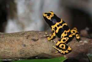 dendrobates 1
